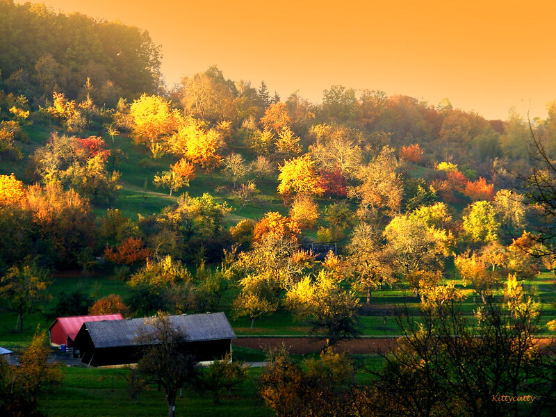 Autumn Orchard on Hillside