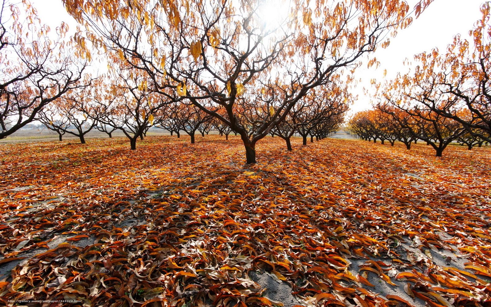 Autumn orchard with fallen leaves