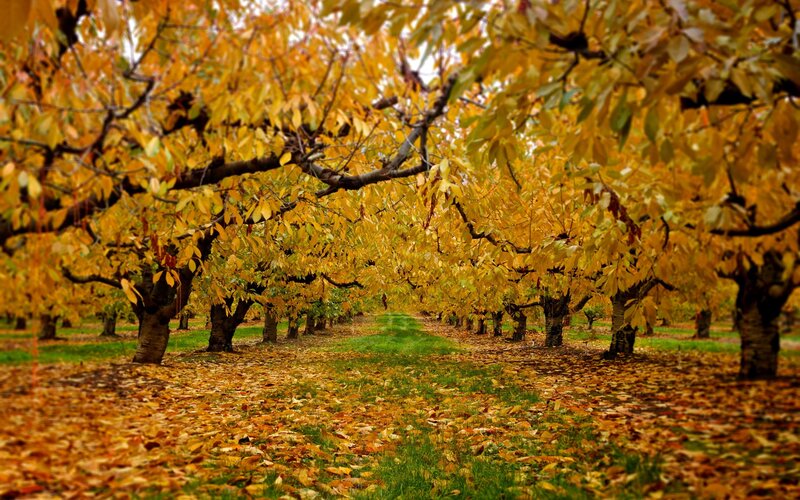 Autumn orchard with golden leaves