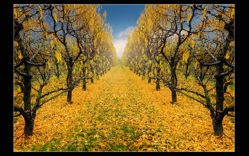 Autumn orchard with golden leaves