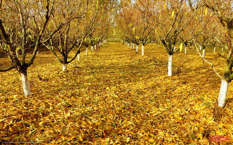 Autumn orchard with golden leaves