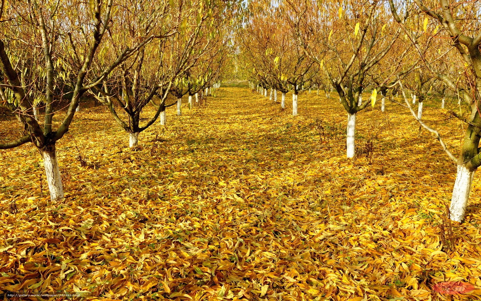 Autumn orchard with golden leaves