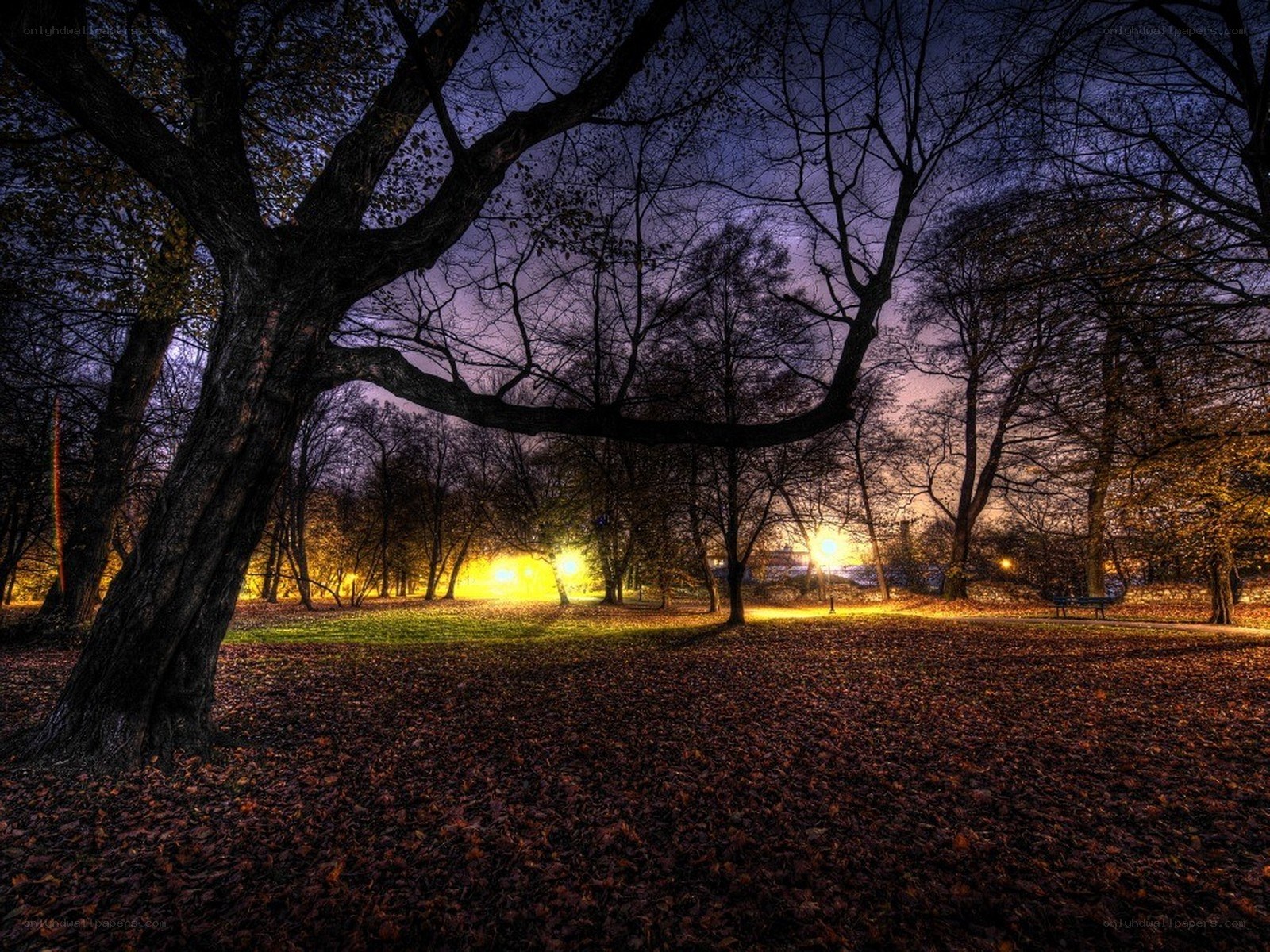 Autumn park at dusk