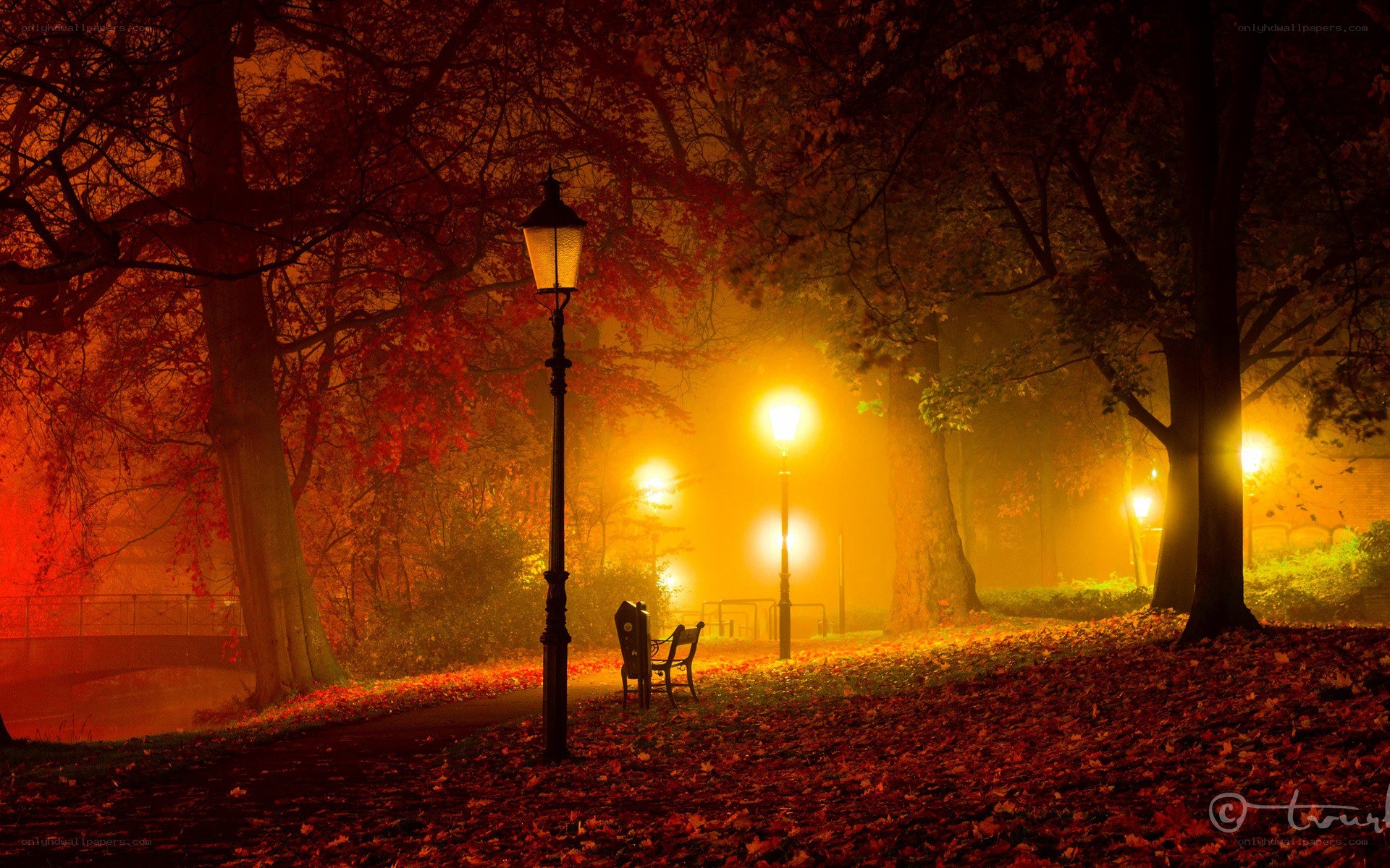 Autumn park at night