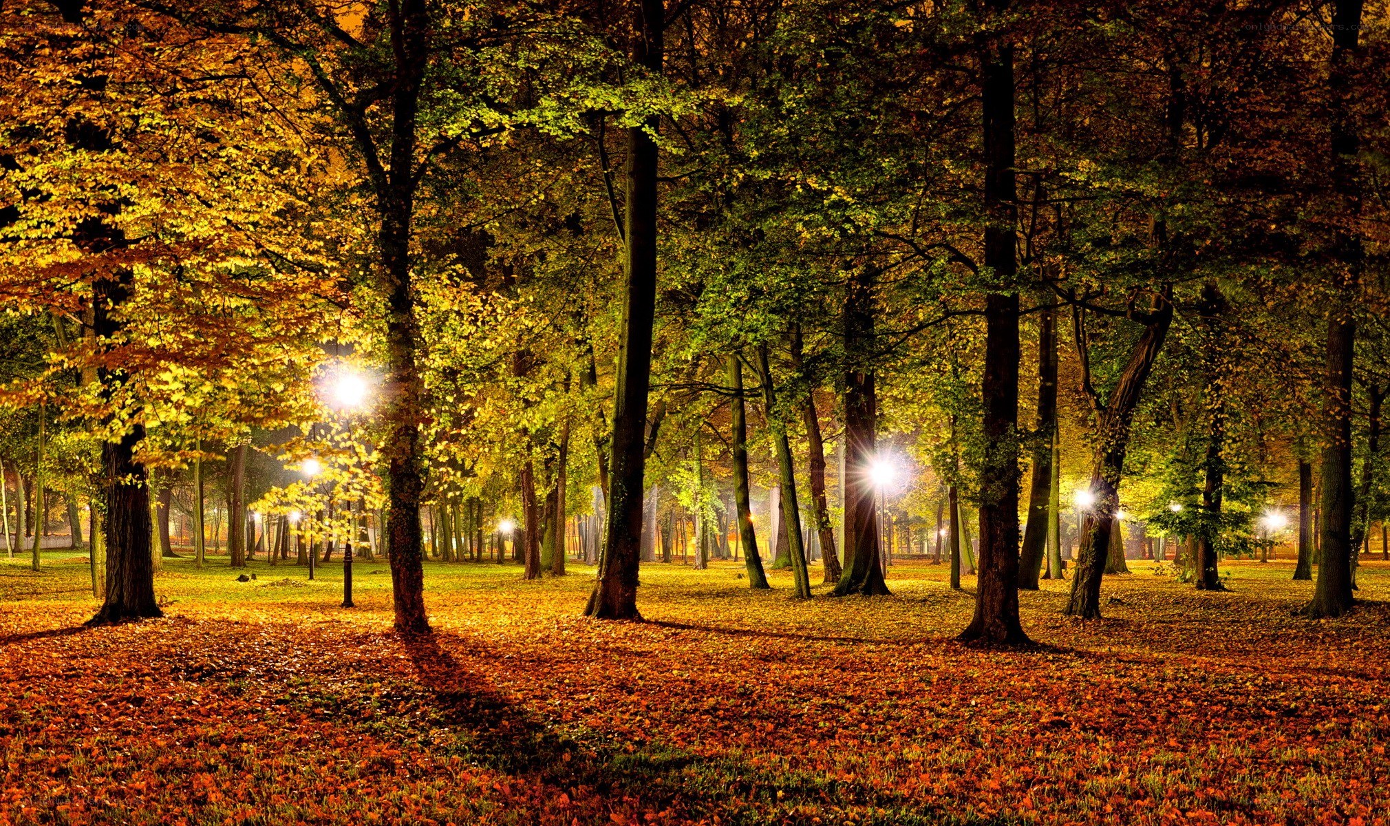 Autumn park at night