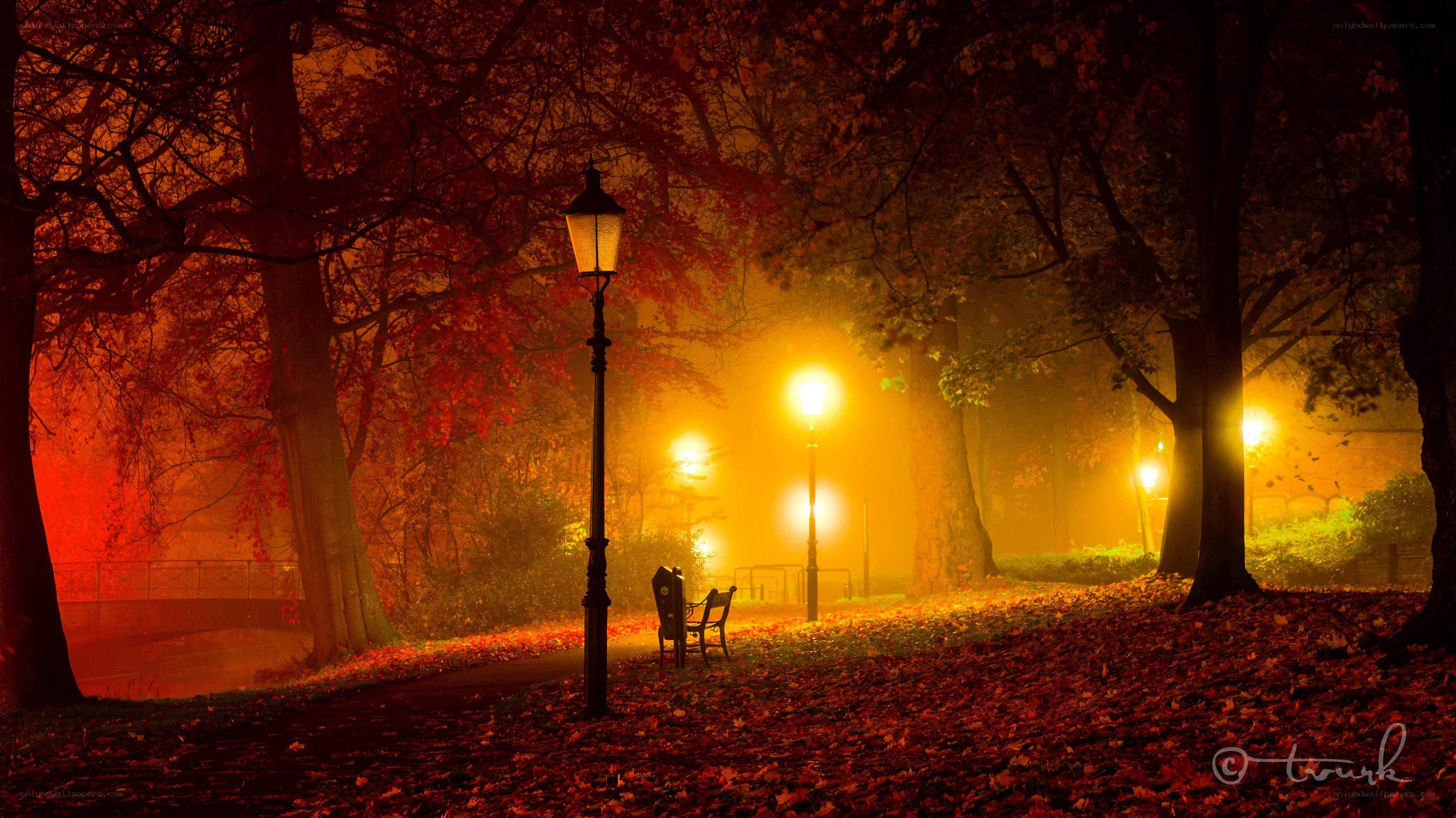 Autumn park at night