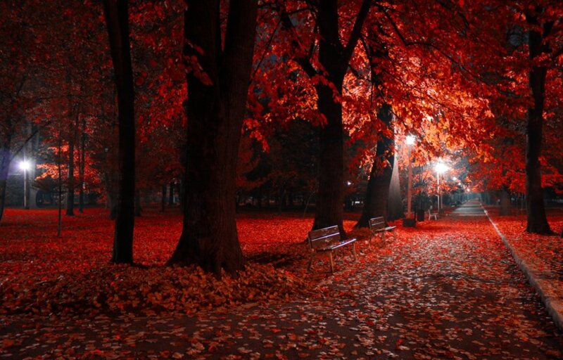 Autumn Park at Night — Red, Serene