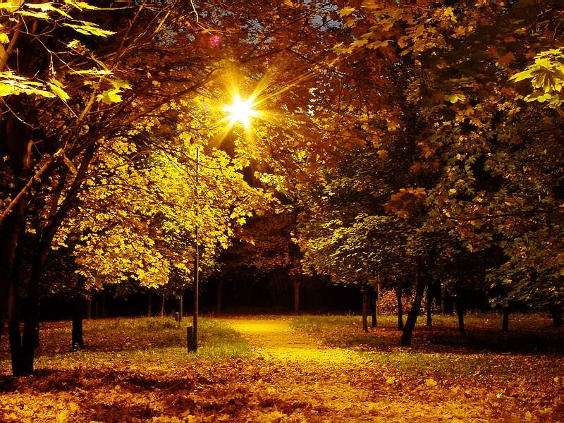 Autumn Park at Night — Yellow