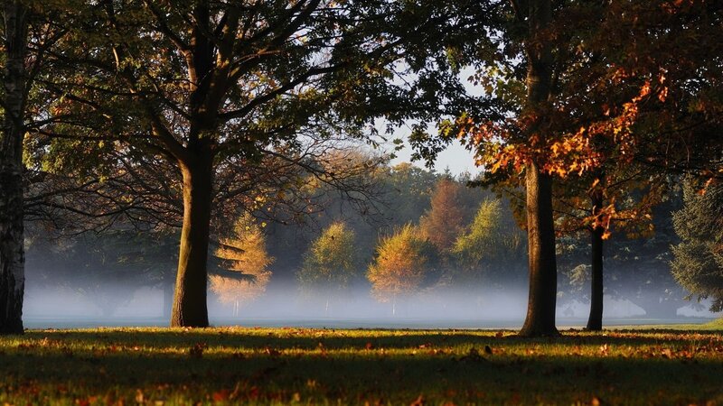 Autumn park at sunrise