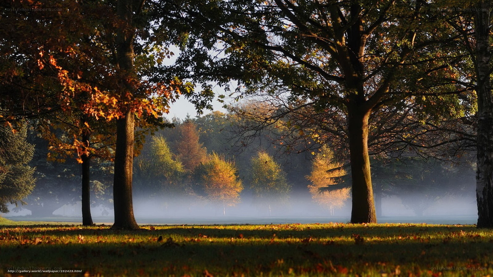 Autumn park at sunrise