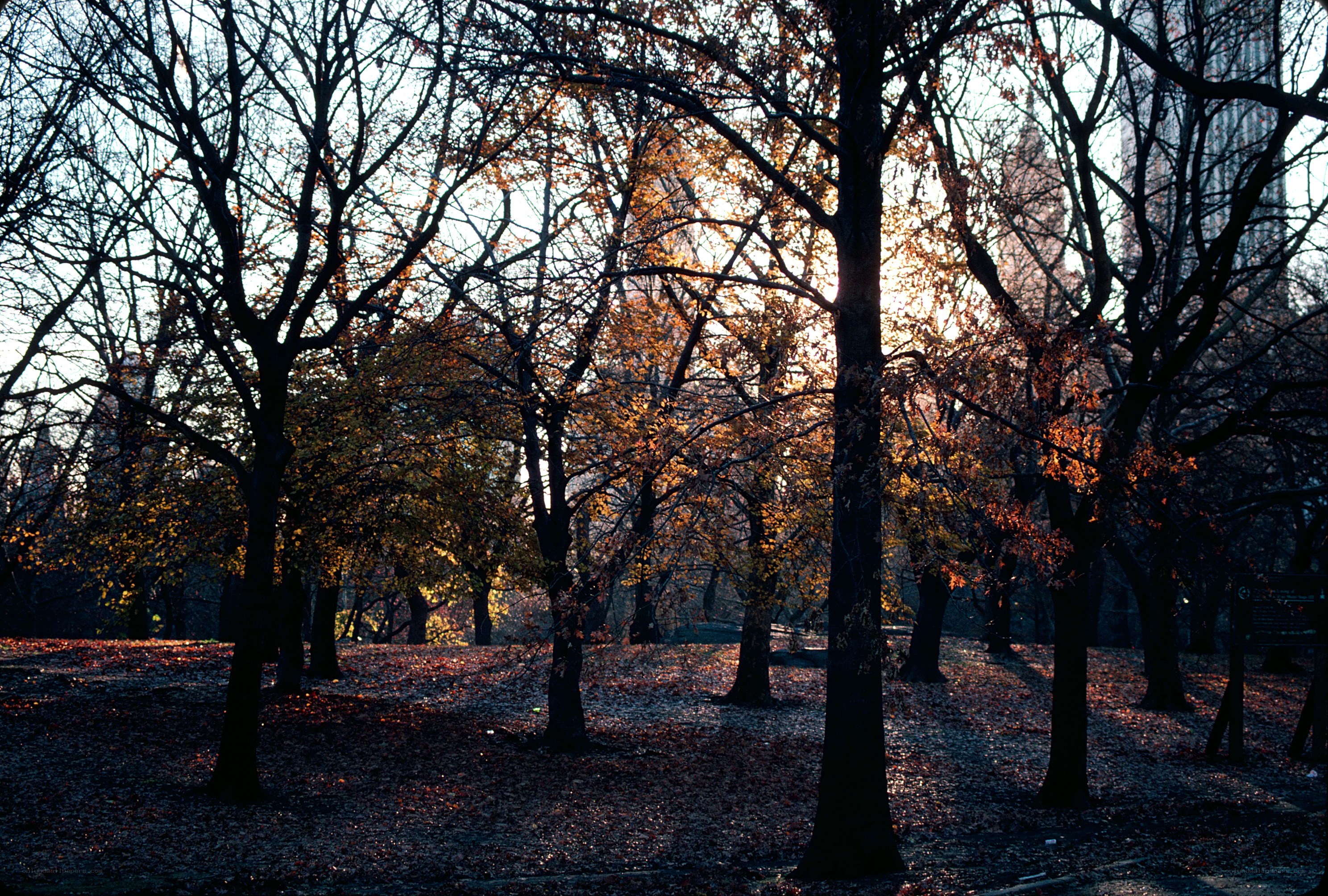 Autumn park at sunset