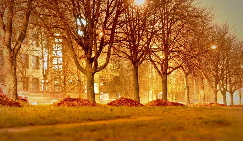 Autumn park at sunset