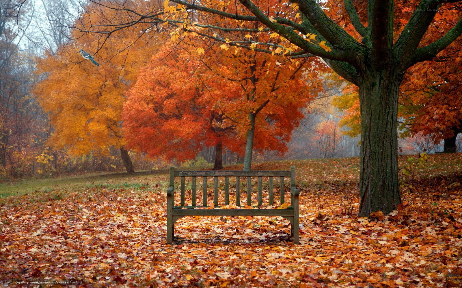 Autumn park bench