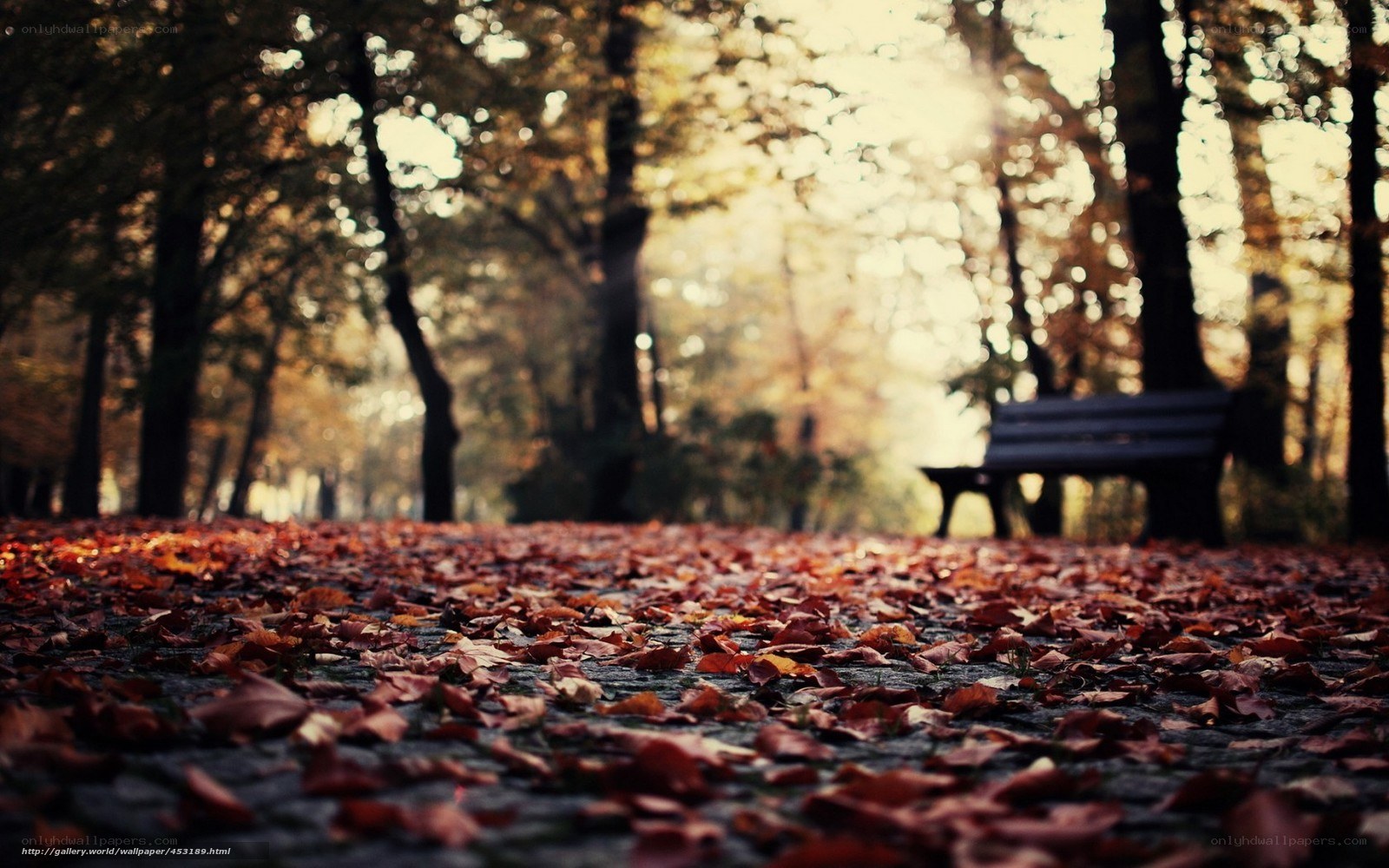 Autumn park bench