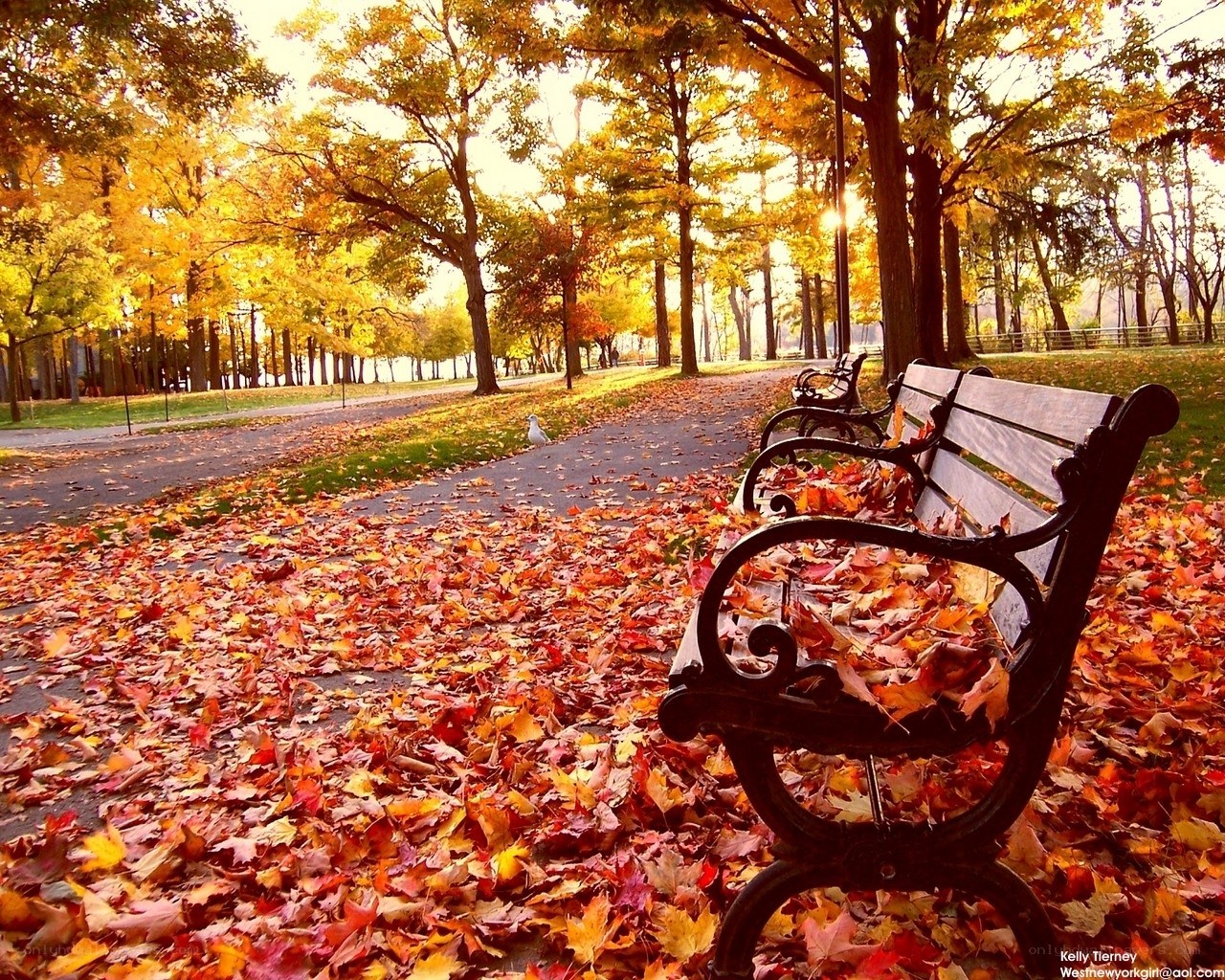 Autumn park bench