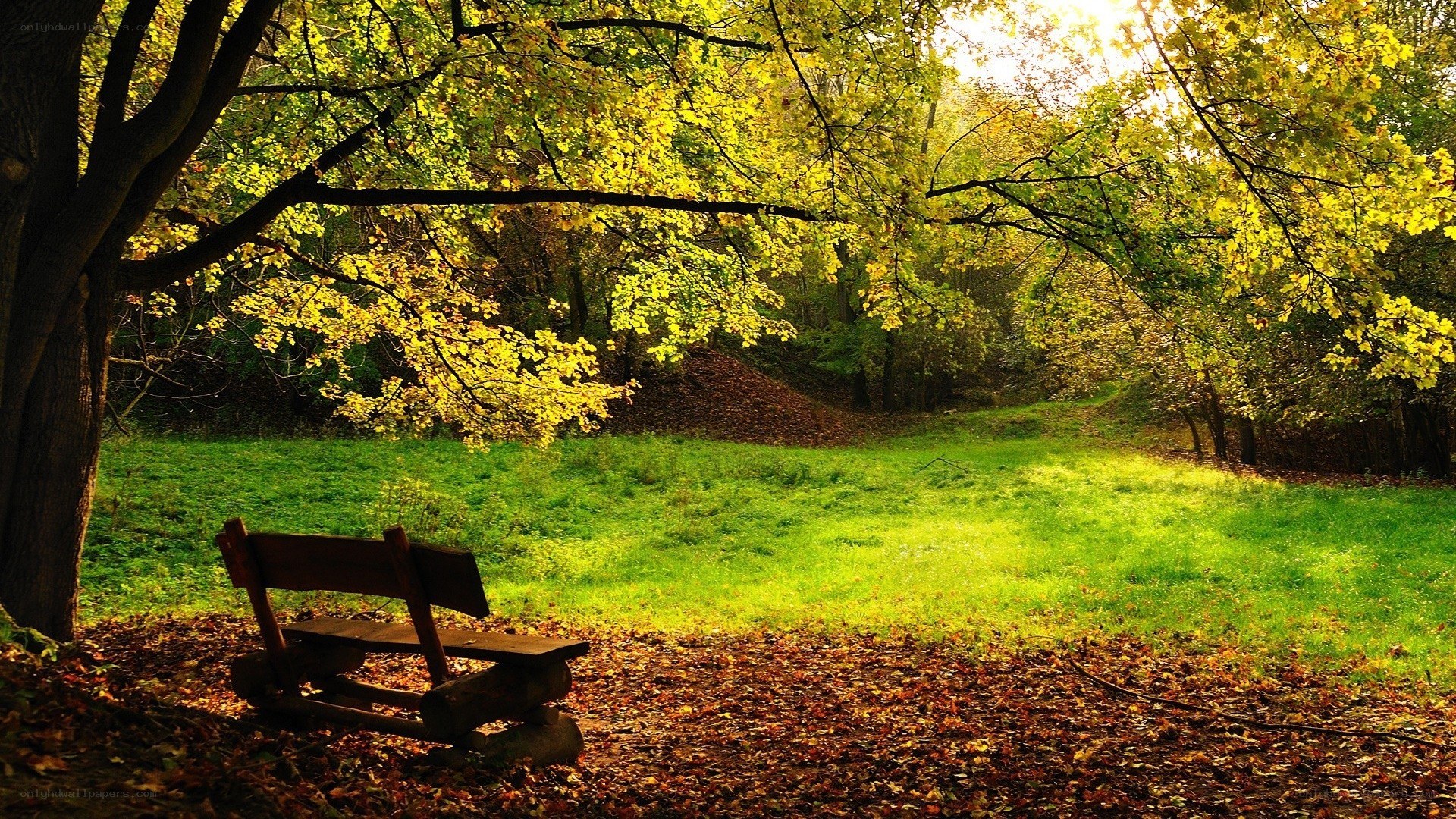 Autumn park bench