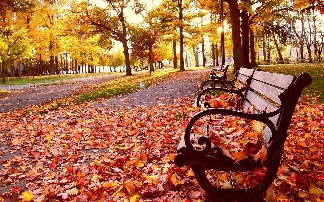 Autumn park bench