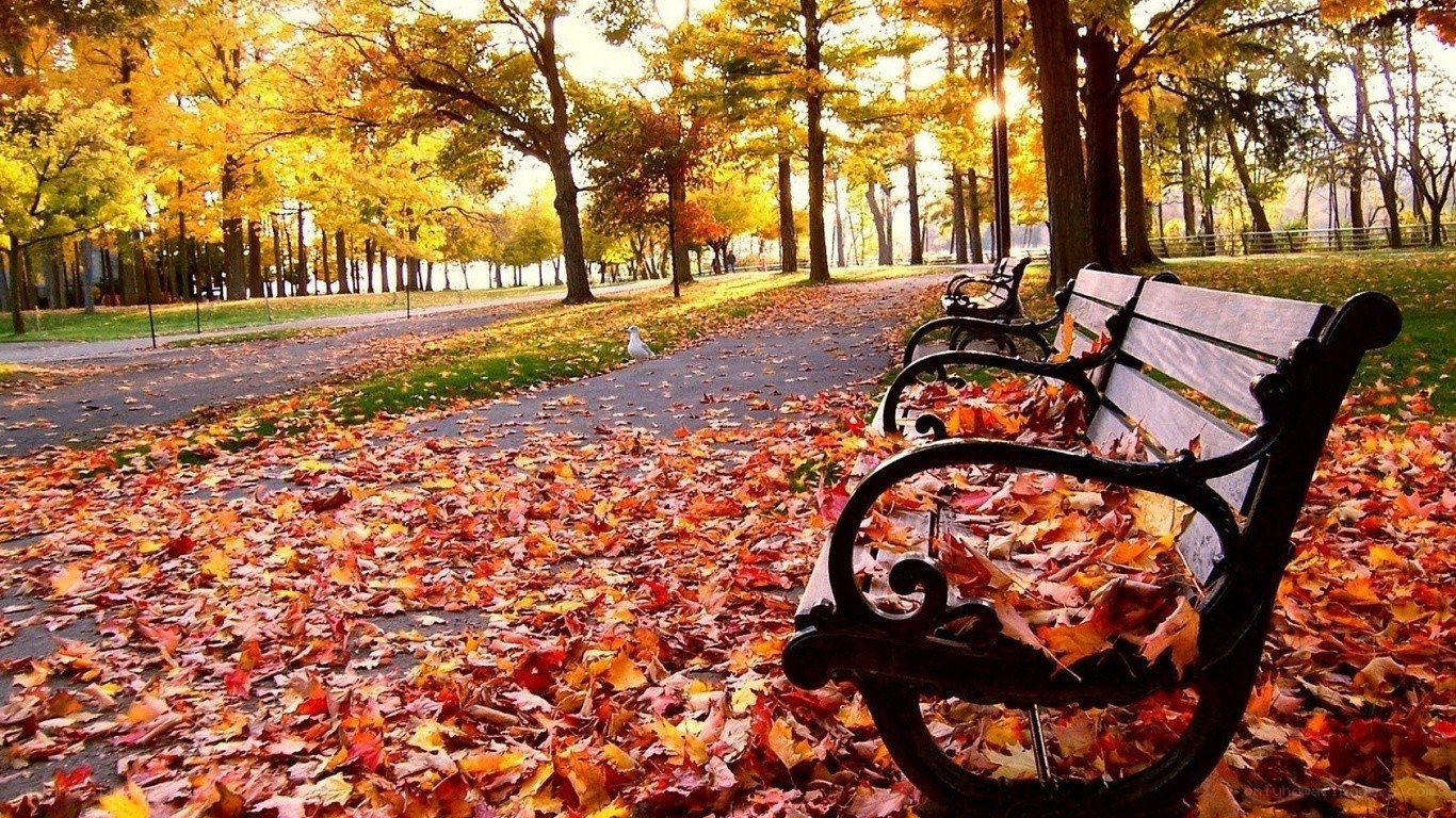 Autumn park bench