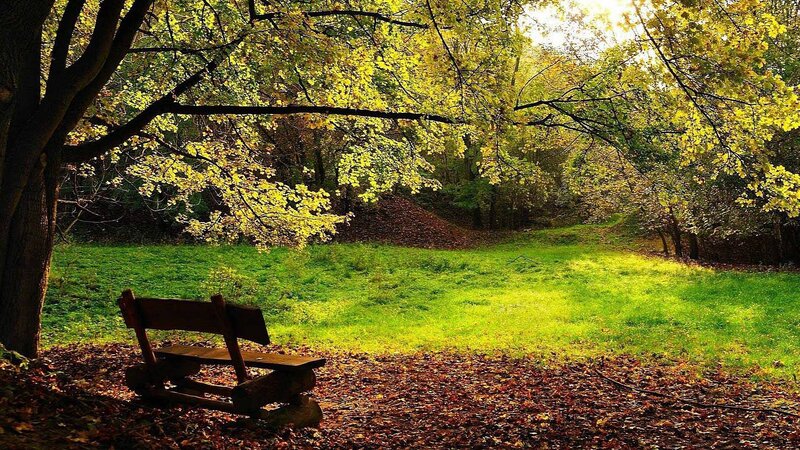 Autumn park bench