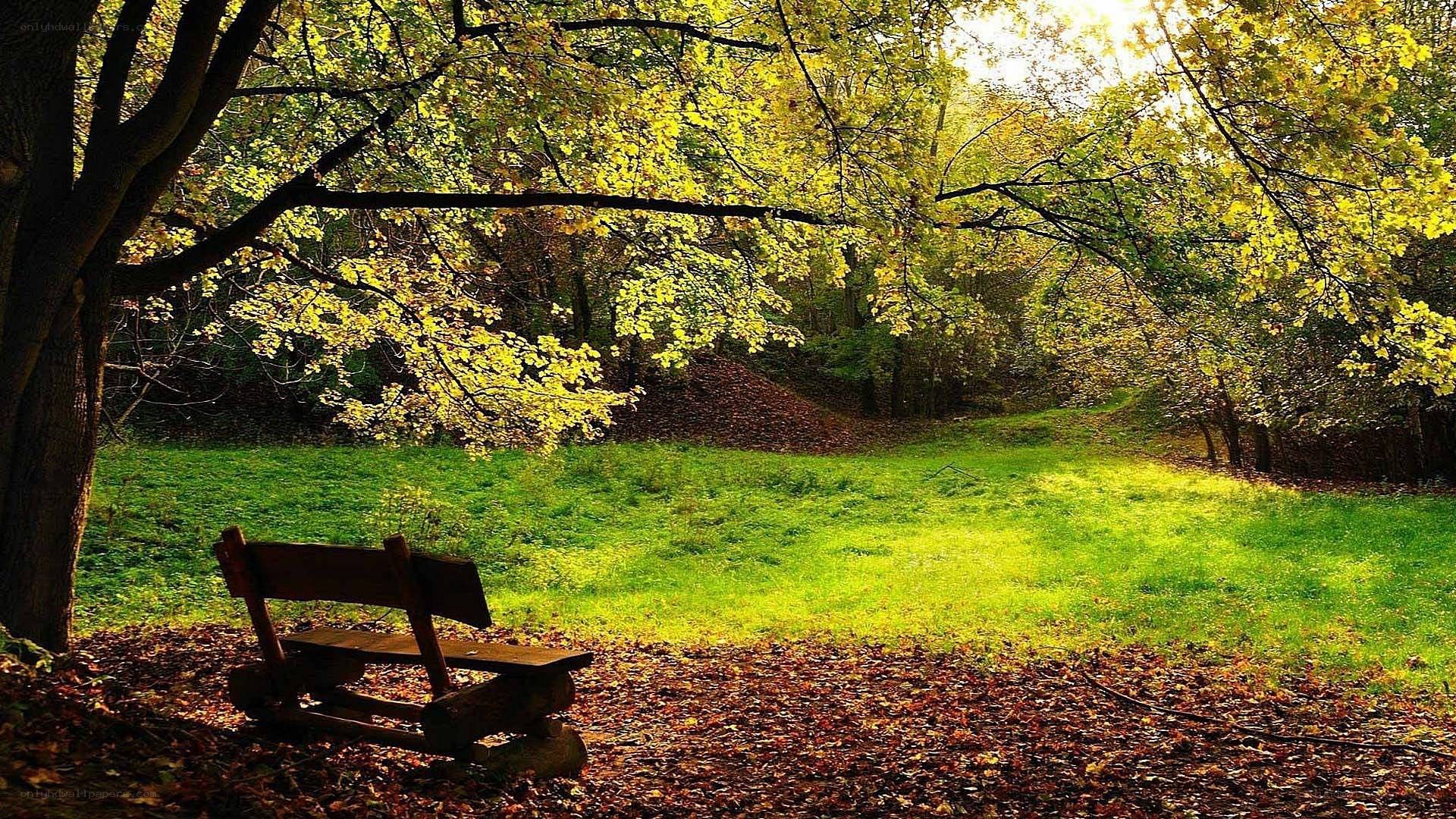 Autumn park bench