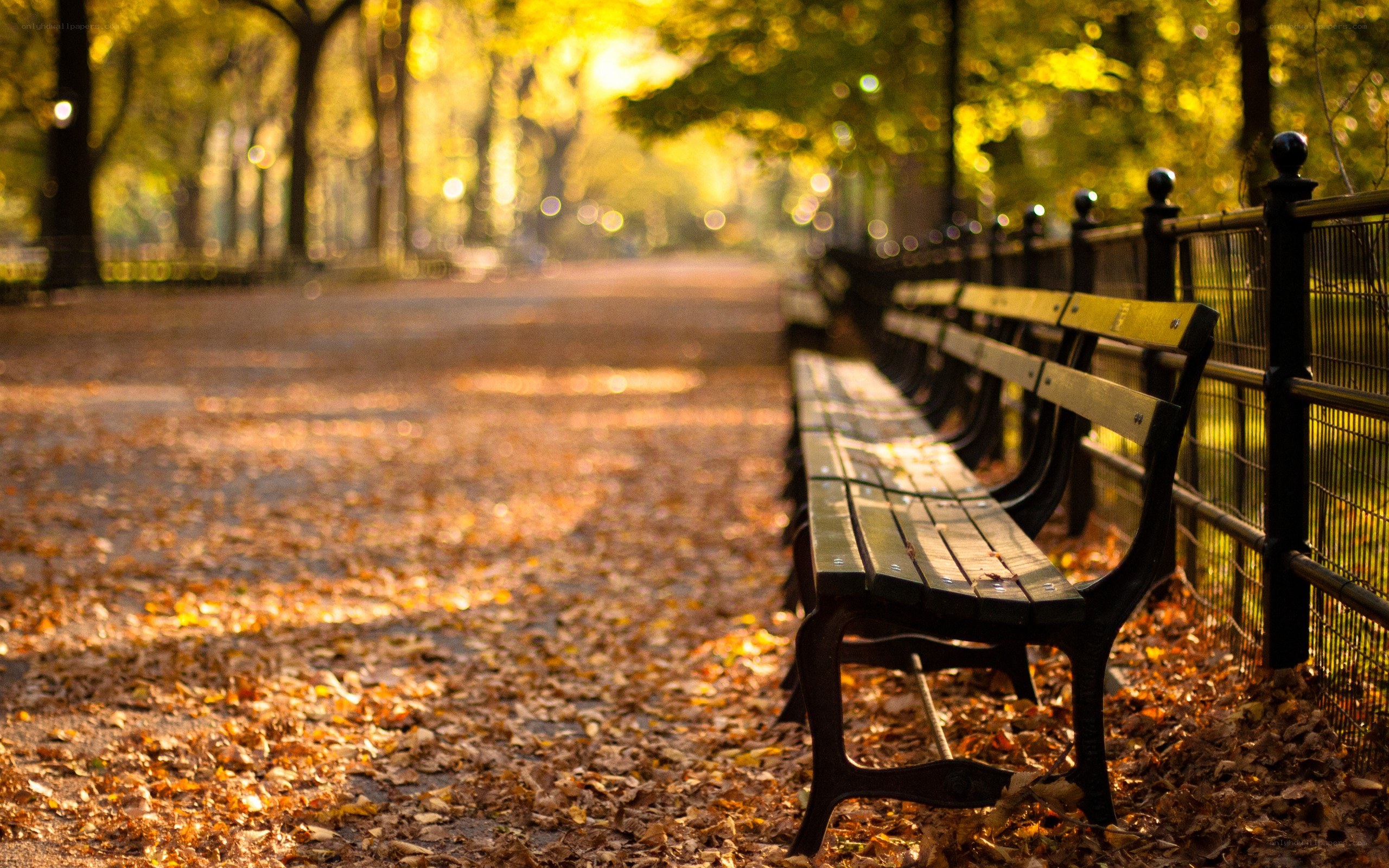 Autumn park bench