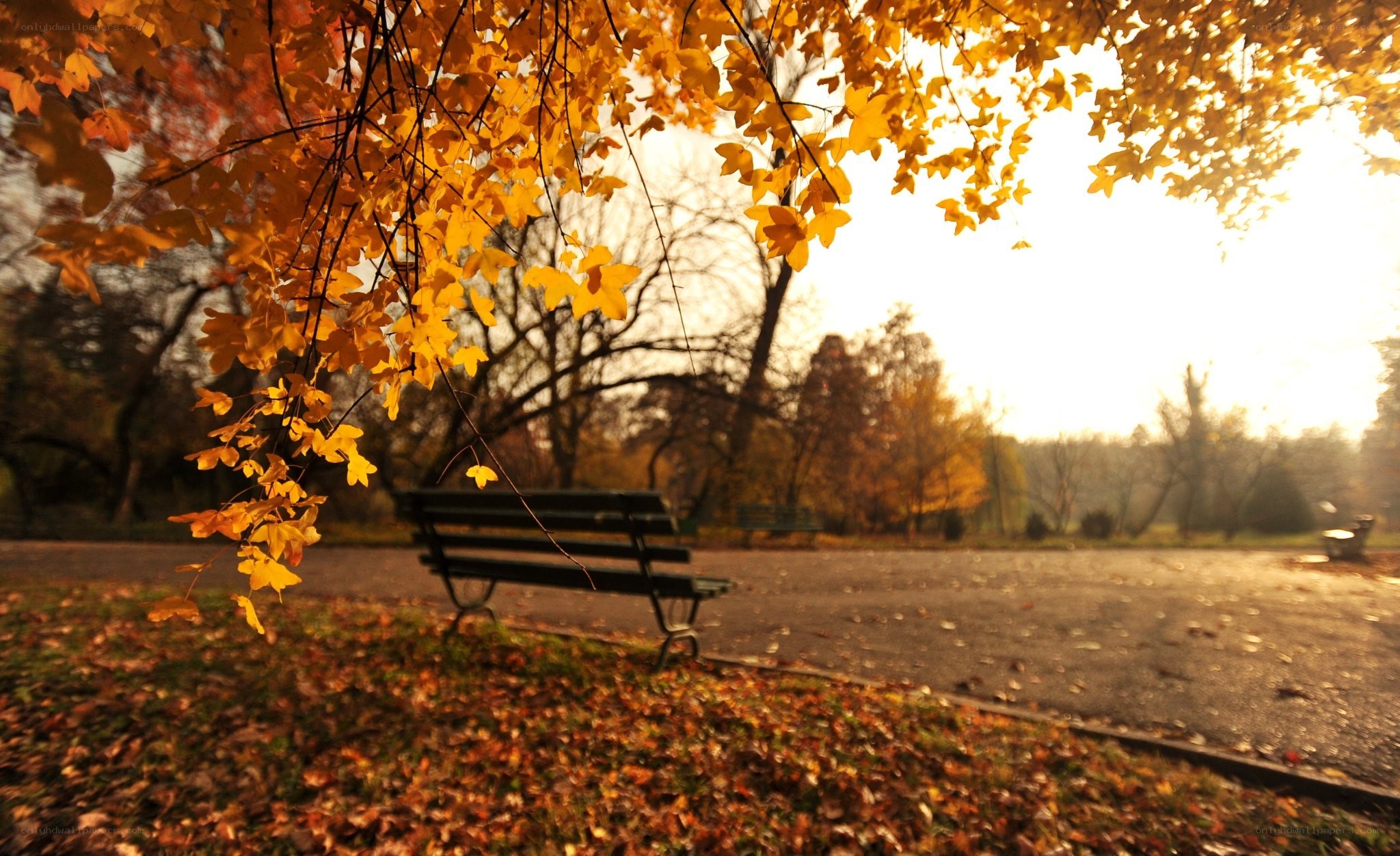 Autumn park bench