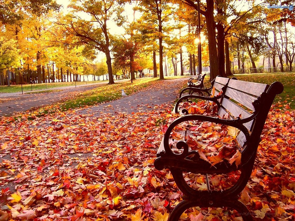 Autumn park bench