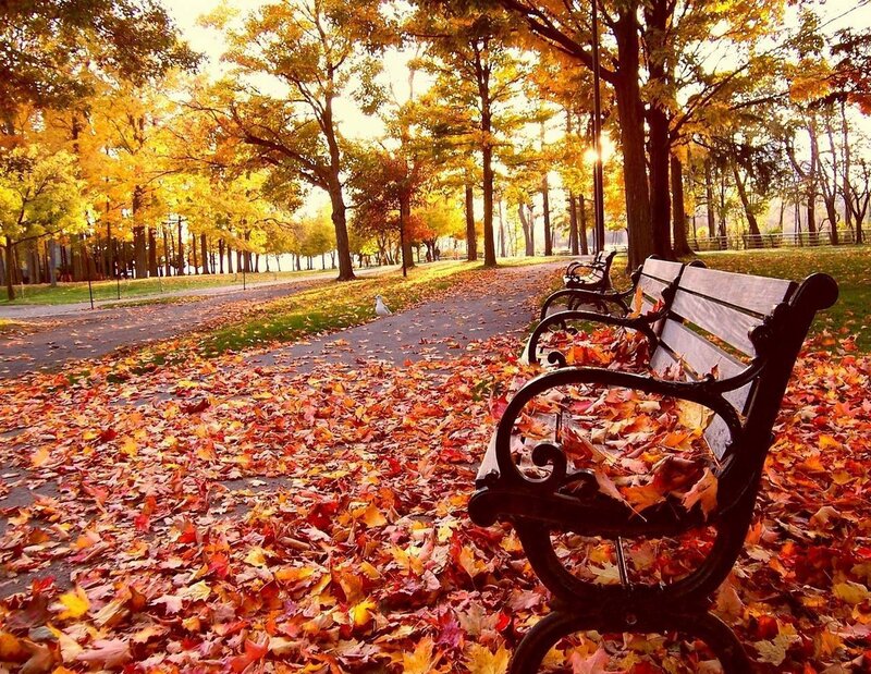 Autumn park bench