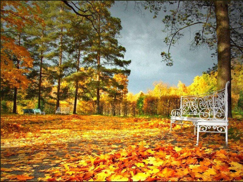 Autumn park bench