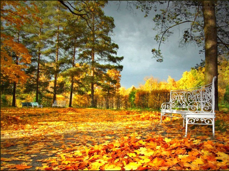 Autumn park bench
