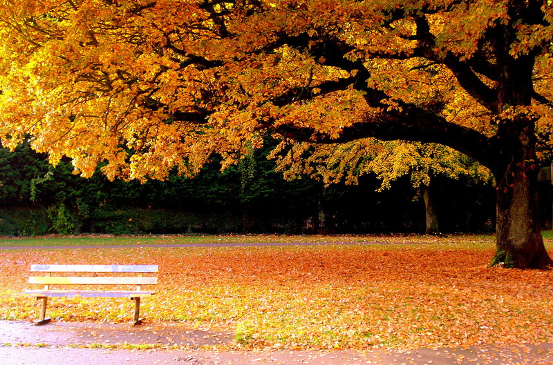 Autumn park bench