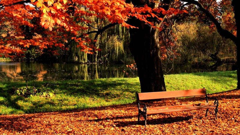 Autumn park bench by the lake