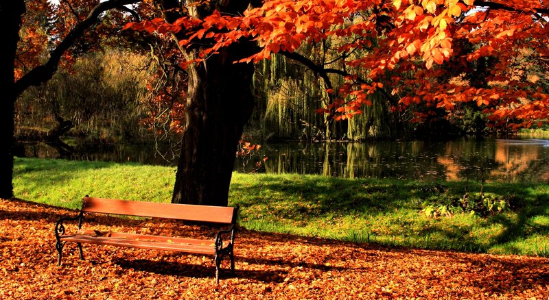 Autumn park bench by the lake