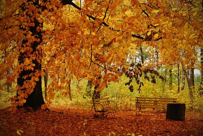 Autumn Park Bench — Orange, Serene, Photograph