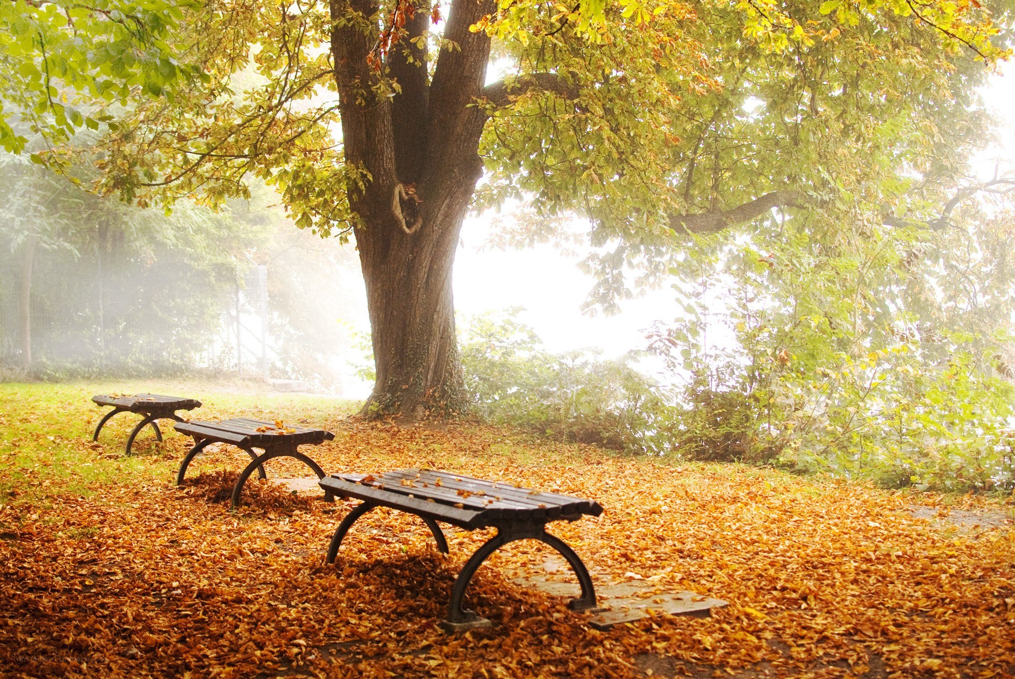 Autumn park bench scene