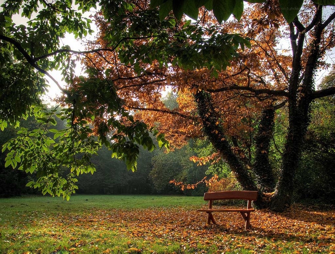 Autumn park bench scene