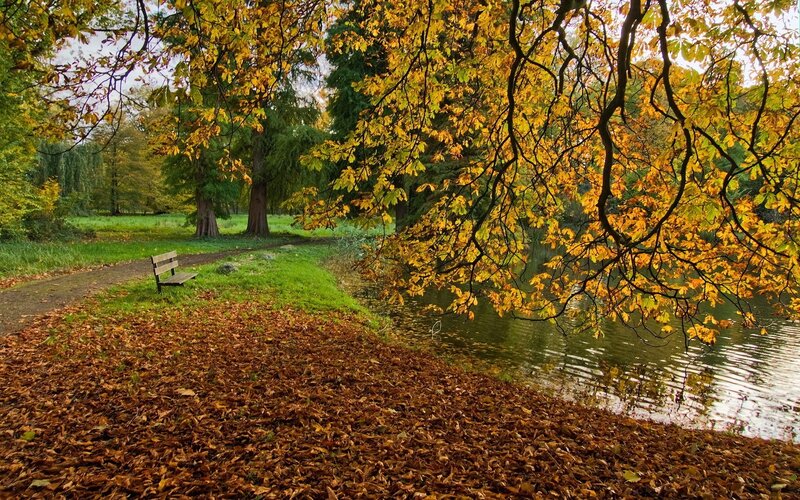 Autumn Park Bench — Yellow, Serene, Photograph