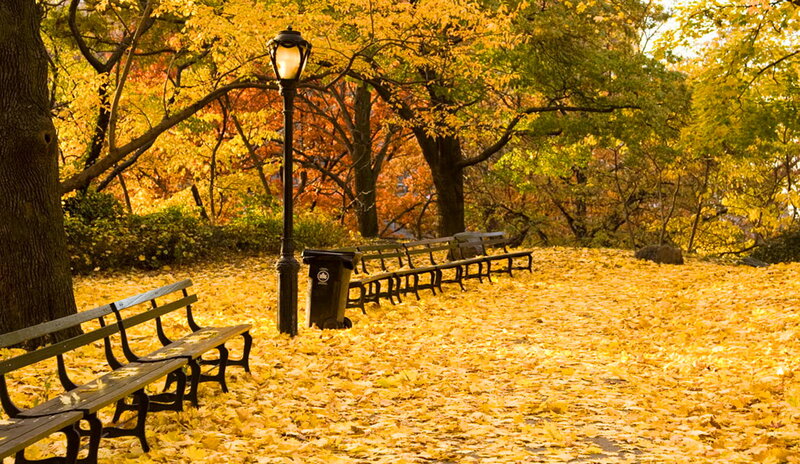 Autumn Park Bench — Yellow, Serene