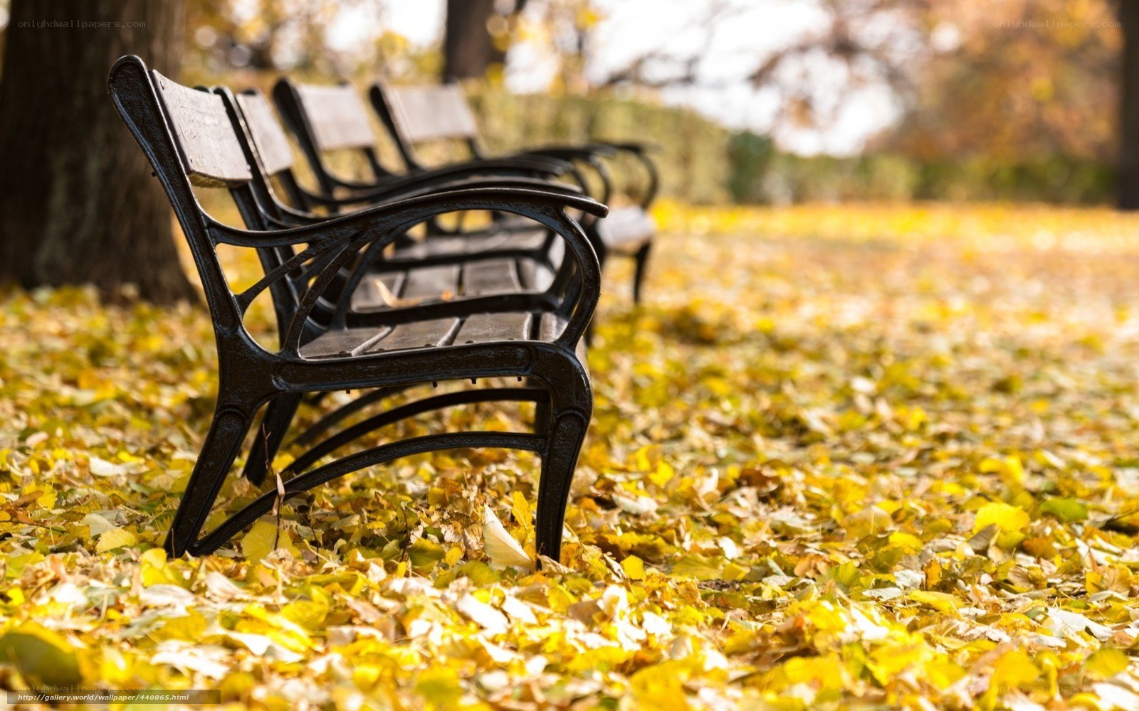 Autumn park benches