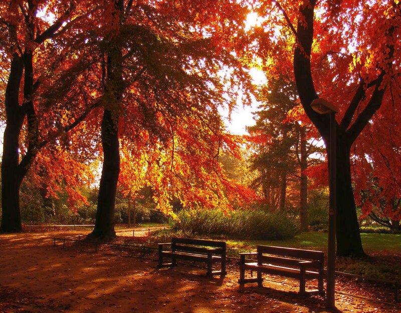 Autumn Park Benches — Orange