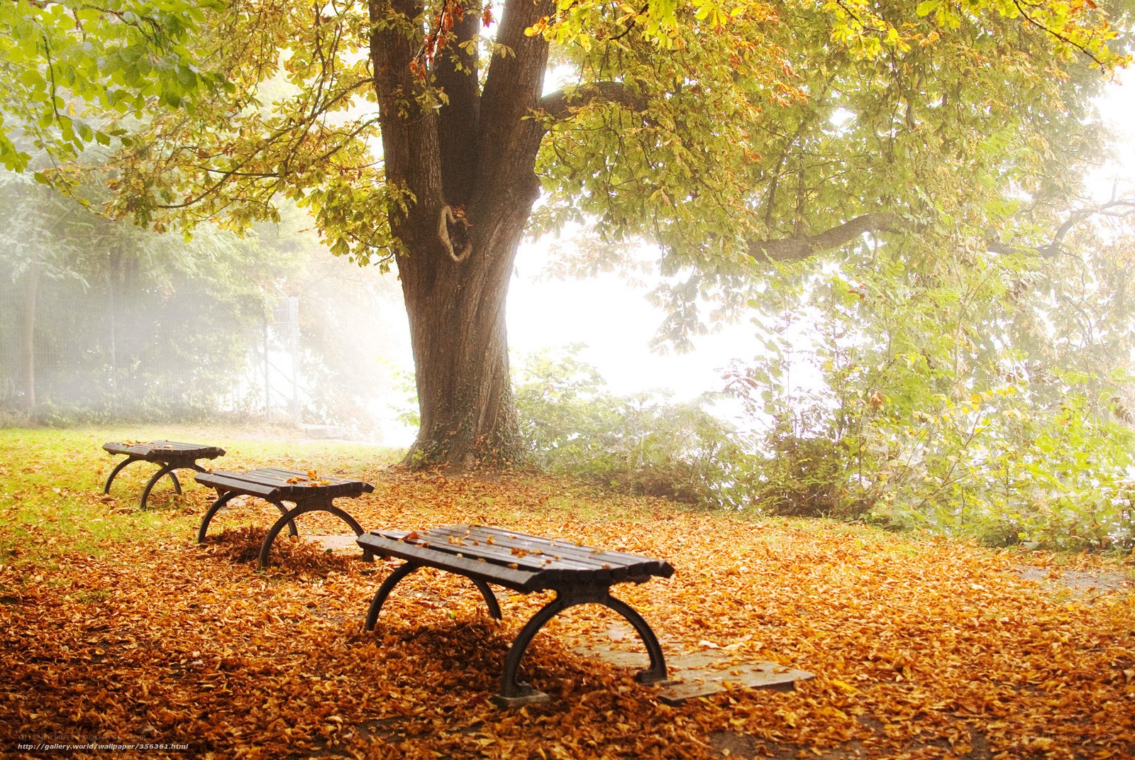Autumn park benches