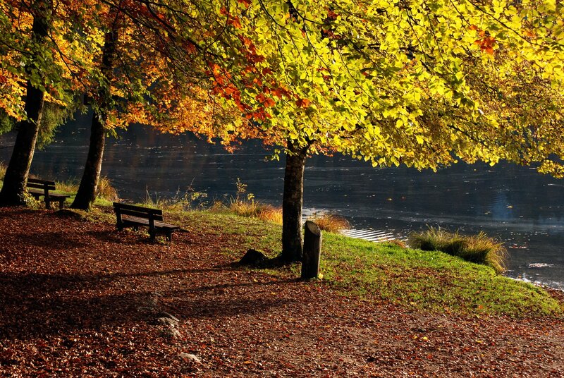 Autumn park by the lake