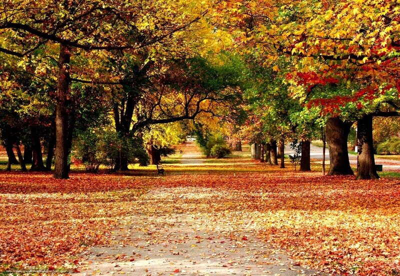 Autumn park path