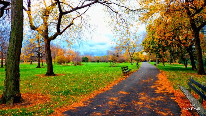 Autumn Park Path — Green, Serene, Photograph