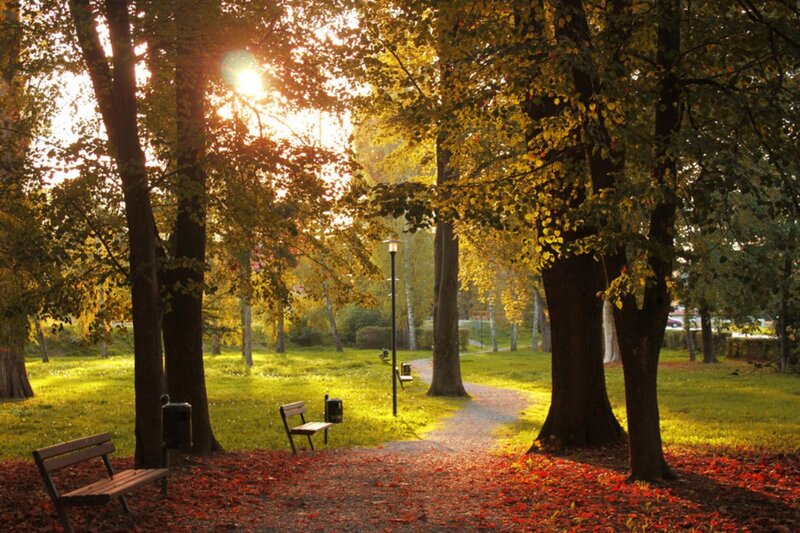 Autumn Park Path — Green, Serene
