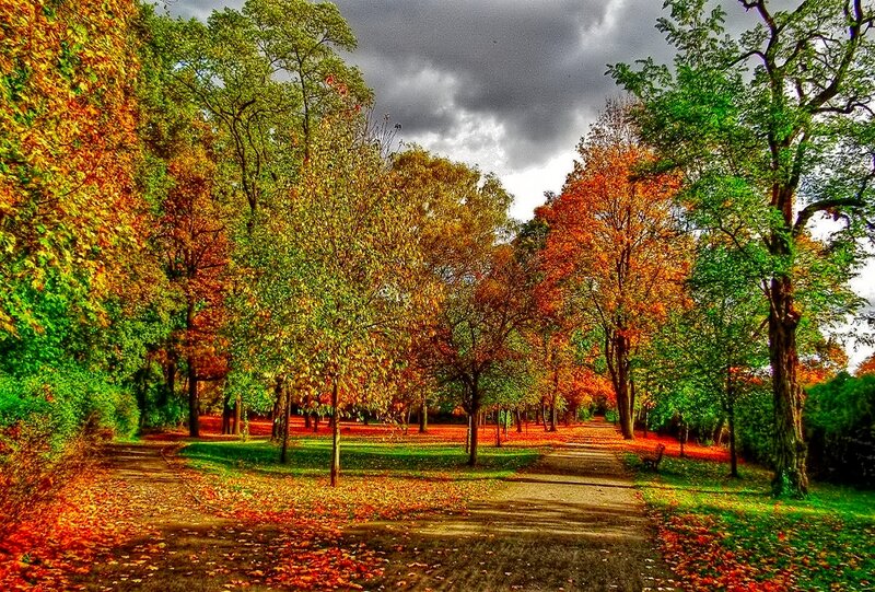 Autumn Park Path — Orange, Dramatic