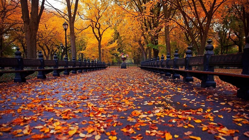 Autumn Park Path — Orange, Serene, Photograph, Benches