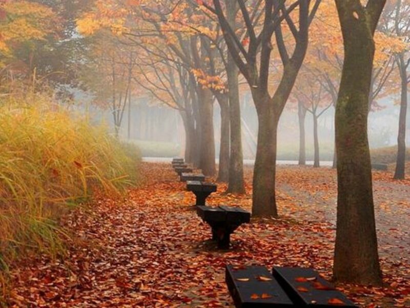 Autumn Park Path — Orange, Serene, Photograph, Trees, Benches