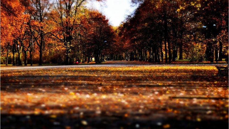 Autumn Park Path — Orange, Serene, Photograph, Trees, Leaves, Bench