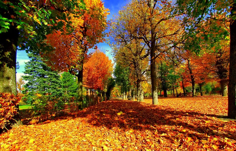 Autumn Park Path — Orange, Serene, Photograph, Trees, Leaves, Sky